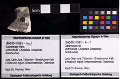 Foto (Objket + Etiketten) von Gastrosacus sp. 